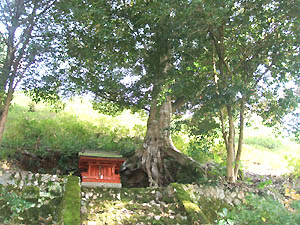 紫水稲荷神社全景