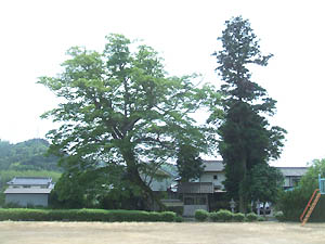 若宮神社全景