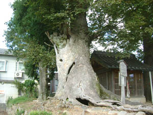 余部八幡宮御神木