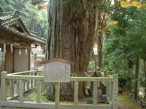 愛宕神社御神木