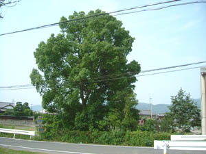 稲荷神社全景