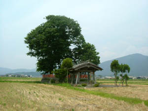 小川月神社全景