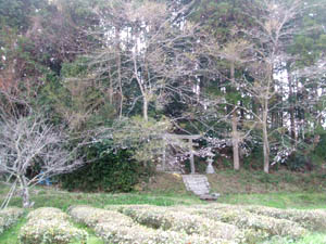 小滝神社全景