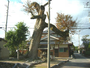 長宮さん全景