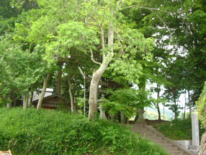 松尾神社全景