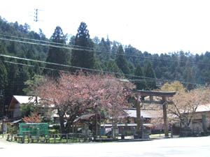 春日神社全景