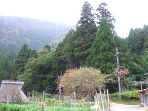 鎌倉神社全景