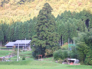 稲荷神社全景