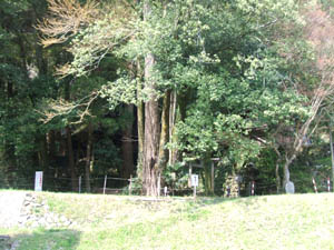 素盞鳴神社全景