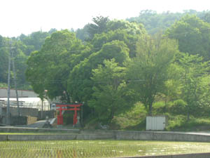 加茂神社全景