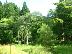 春日神社全景