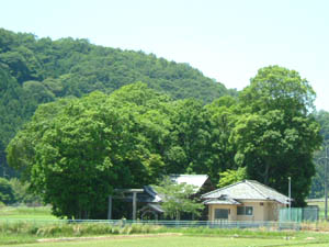 若宮八幡宮全景