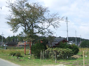 稲荷神社全景