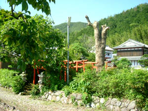 春本稲荷神社全景