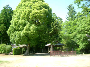 大送神社全景